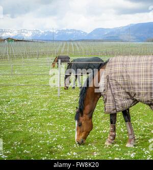 Trois chevaux sur un champ en Suisse Banque D'Images