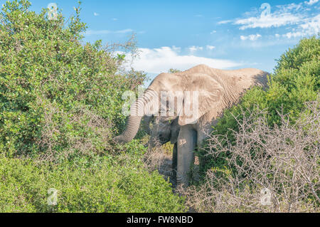 Deux éléphants d'Afrique, Loxodonta africana, la navigation sur les arbustes Banque D'Images