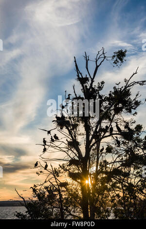 La collecte d'oiseaux Cormoran se percher pour la nuit. Banque D'Images