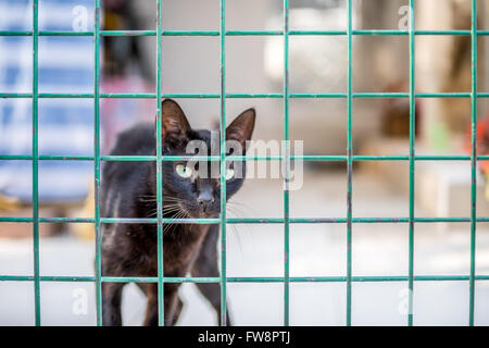 Chat noir derrière pour clôture Banque D'Images