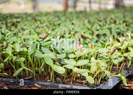 Les jeunes pousses de tournesol vert biologique, stock photo Banque D'Images