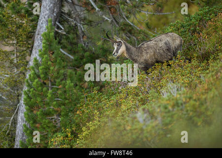 Chamois / chamois alpin ( Rupicapra rupicapra ) debout dans la riche végétation alpine colorée, la faune, l'Europe. Banque D'Images