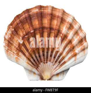 Coquille Saint-Jacques brun et blanc sur fond blanc Banque D'Images