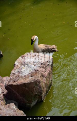 Oie chinois debout sur les ailes battantes rock Banque D'Images