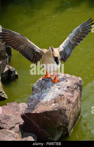 Oie chinois debout sur les ailes battantes rock Banque D'Images