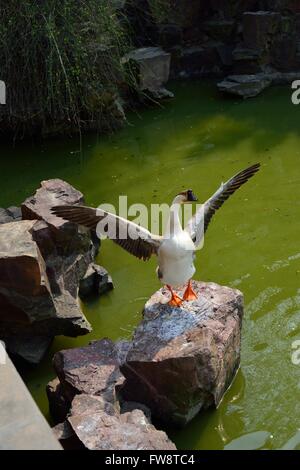 Oie chinois debout sur les ailes battantes rock Banque D'Images