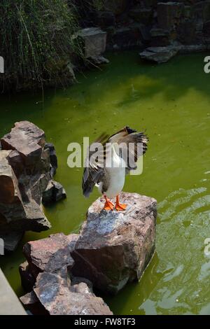 Oie chinois debout sur les ailes battantes rock Banque D'Images