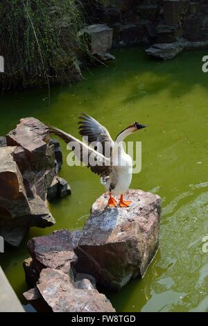 Oie chinois debout sur les ailes battantes rock Banque D'Images