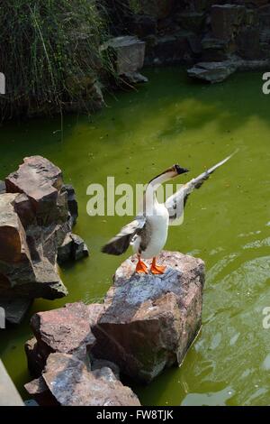 Oie chinois debout sur les ailes battantes rock Banque D'Images