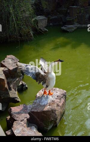 Oie chinois debout sur les ailes battantes rock Banque D'Images