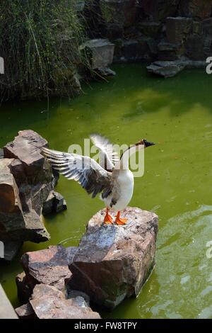 Oie chinois debout sur les ailes battantes rock Banque D'Images