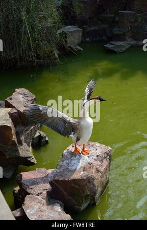 Oie chinois debout sur les ailes battantes rock Banque D'Images