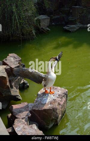 Oie chinois debout sur les ailes battantes rock Banque D'Images