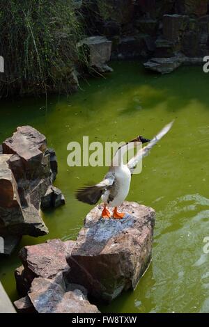 Oie chinois debout sur les ailes battantes rock Banque D'Images
