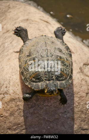 Bain de soleil sur un rocher des Tortues Banque D'Images