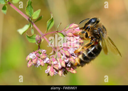 Macro d'abeille (Apis) se nourrissant de fleur rose vu de profil Banque D'Images