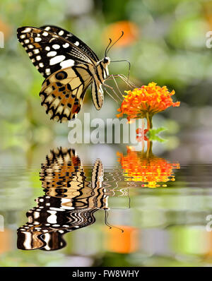 Papillon Papilio demoleus (chaux) se nourrissant de fleurs (Lantana camara) au-dessus de l'eau avec de grandes réflexions, effet numérique Banque D'Images