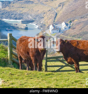 Donnant SUR LA MER, LES VACHES CORNWALL uk Banque D'Images