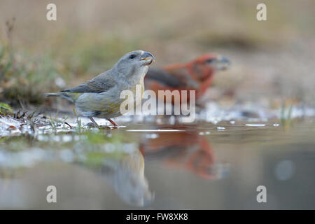 Bec croisé de perroquet / Kiefernkreuzschnaebel ( Loxia pytyopsittacus ), femelle avec mâle, buvant dans une flaque naturelle, faune, Europe. Banque D'Images