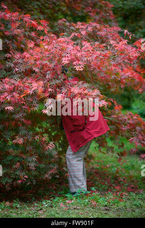 Comme l'automne ou à l'automne arrive arbres commencent à tourner et les feuilles prennent des couleurs vives sur la création d'affiche de rouges, oranges et jaunes dans la forêt. Banque D'Images