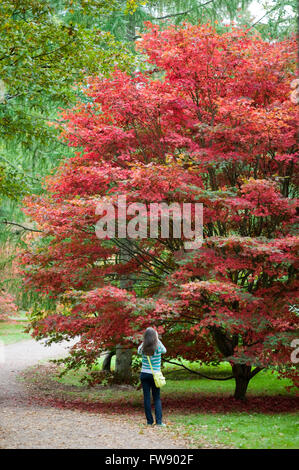 Comme l'automne ou à l'automne arrive arbres commencent à tourner et les feuilles prennent des couleurs vives sur la création d'affiche de rouges, oranges et jaunes dans la forêt. Banque D'Images