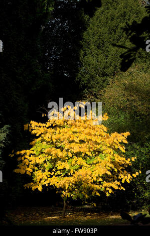 Comme l'automne ou à l'automne arrive arbres commencent à tourner et les feuilles prennent des couleurs vives sur la création d'affiche de rouges, oranges et jaunes dans la forêt. Banque D'Images