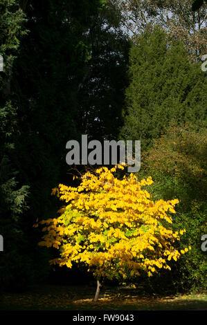 Comme l'automne ou à l'automne arrive arbres commencent à tourner et les feuilles prennent des couleurs vives sur la création d'affiche de rouges, oranges et jaunes comme des bouffées d'artifice dans la forêt. Banque D'Images