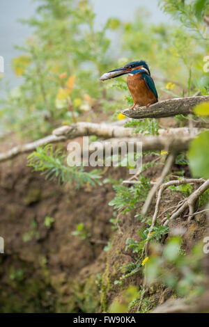 Kingfisher Alcedo atthis commun ( ) / Optimize dans environnement naturel tenant un poisson dans son bec avec sa tête en premier. Banque D'Images