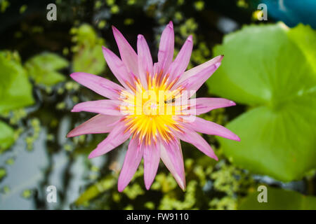 Belle Lotus (Nelumbo sp.) dans l'étang avec des abeilles Banque D'Images