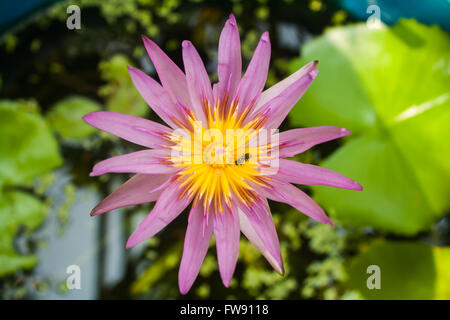 Belle Lotus (Nelumbo sp.) dans l'étang avec des abeilles Banque D'Images