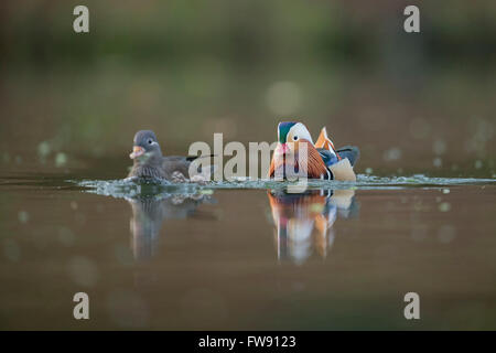 Le Canard Mandarin Aix galericulata / Mandarinenten ( ), paire, drake avec femme, nageant ensemble, à côté de l'autre. Banque D'Images