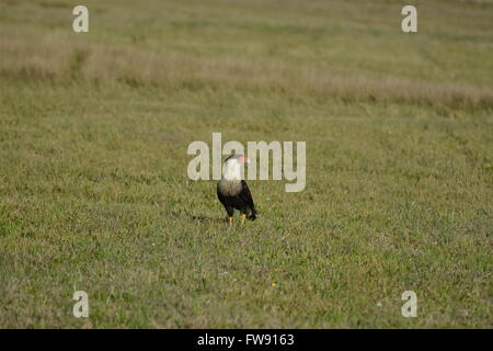 Northern Crested Caracara debout dans un champ ouvert Houston,Texas Banque D'Images