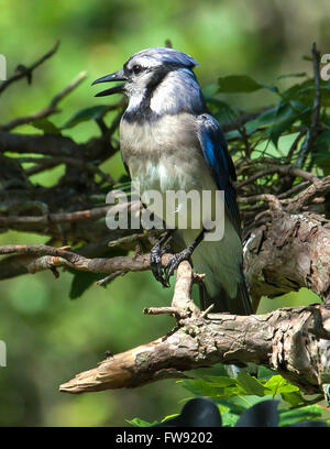 Le Geai bleu l'Article on Tree Branch Banque D'Images