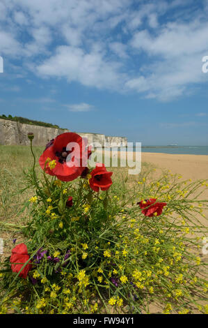 Falaises Blanches à Kingsgate. Broadstairs. Kent. L'Angleterre. UK. L'Europe Banque D'Images