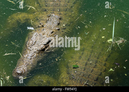 Bains d'un crocodile dans l'eau pour refroidir. Banque D'Images