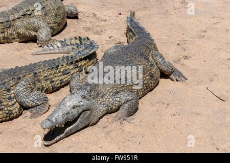 Un grand crocodile pose pour une photo, alors qu'il attend son déjeuner après-midi des rangers. Banque D'Images