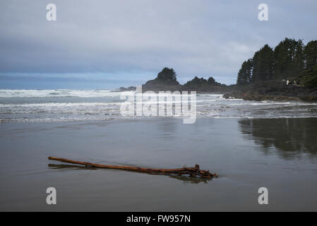 Bois flotté sur la plage, la Réserve de parc national Pacific Rim, British Columbia, Canada Banque D'Images