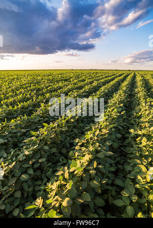 Champ de soja, maturation vert paysage agricole Banque D'Images
