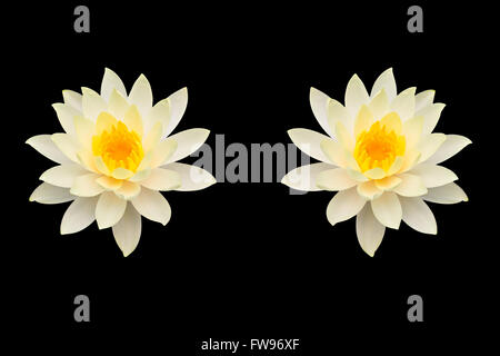 Lotus isolé sur fond noir Banque D'Images