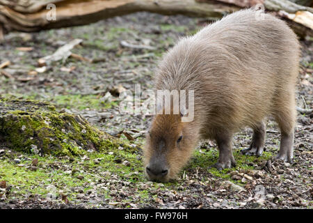 Capybara Hydrochoerus hydrochaeris en captivité Banque D'Images