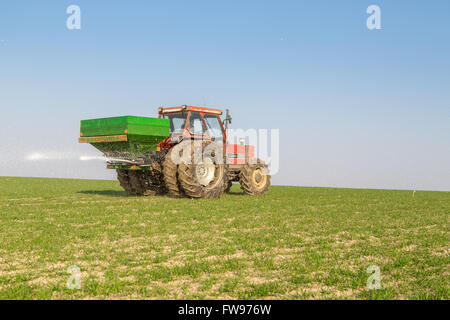 Agriculteur en fertilisation du tracteur champ de blé au printemps avec npk Banque D'Images