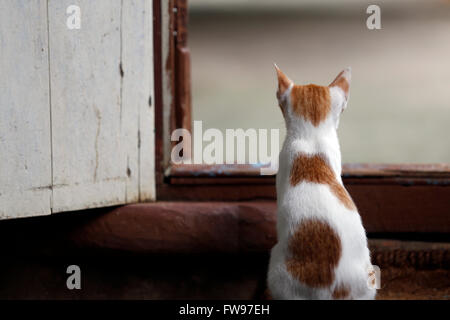 Chat assis à la porte d'une vieille maison de bois Banque D'Images