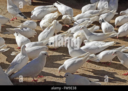 Troupeau de colombes blanches à se nourrir dans parc, Benidorm Banque D'Images