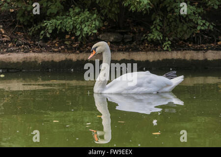 Mute swan (Cygnus olor) Banque D'Images