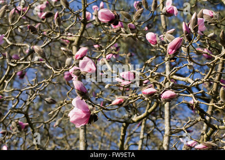 Magnolia 'Belle de Caerhays' fleurs. Banque D'Images
