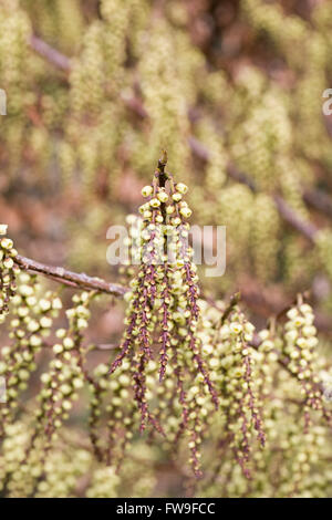 Stachyurus praecox fleurit au début du printemps. Banque D'Images