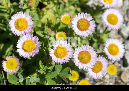 Station Fleabane Erigeron Glaucus - Banque D'Images