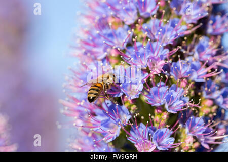 Bee (Anthophila) sur la fierté de Madère (Echium Candicans) flower Banque D'Images