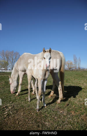 Cheval blanc et son poulain debout dans un champ à l'herbe de pâturage Banque D'Images