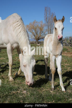 Cheval blanc et son poulain debout dans un champ à l'herbe de pâturage Banque D'Images